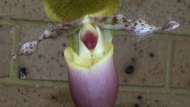 Paph. moquetteanum