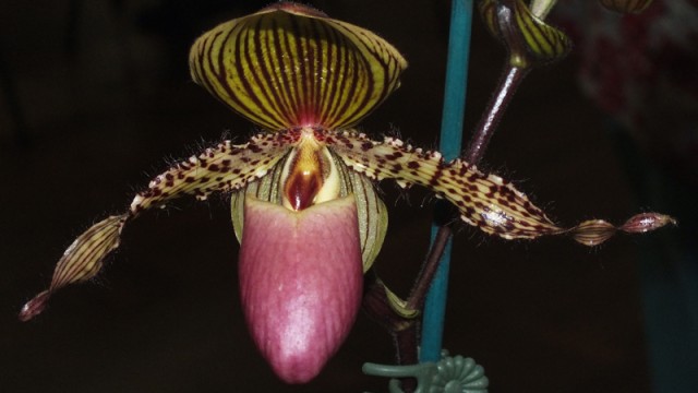 Paph. Vanguard