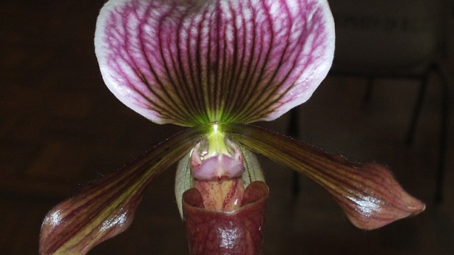 Paph. Schaetzchen