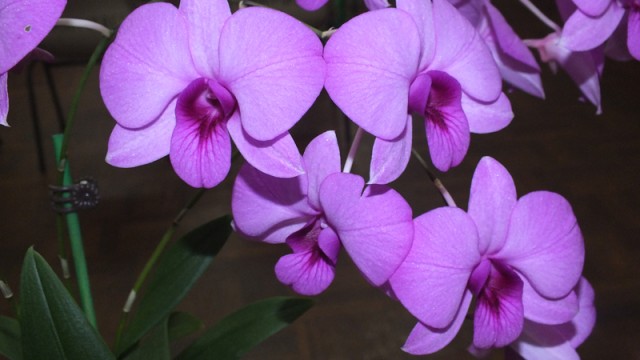 Den. bigibbum x Top Hat 'Sedgefield'