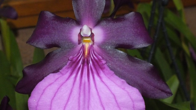 Milt. spectabilis var. moreliana