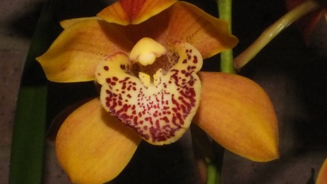 Cym. Florida Cracker