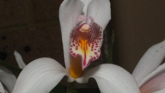 Cym. erythrostylum 'Royale' x Mem. David Sander 'Royale'