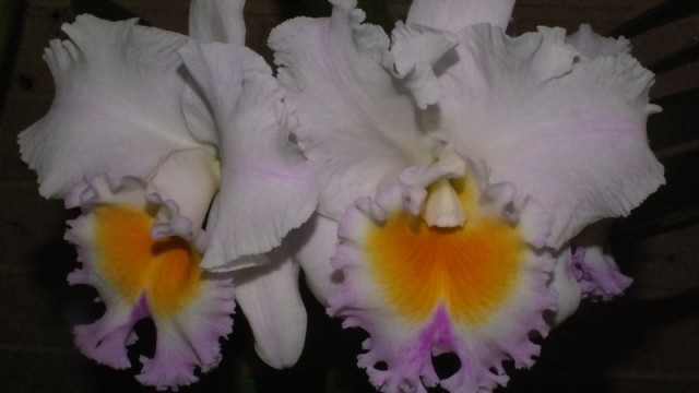 Blc. California Girl 'Orchidlibrary'