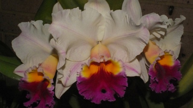 Lc. Maidment Southern Cross