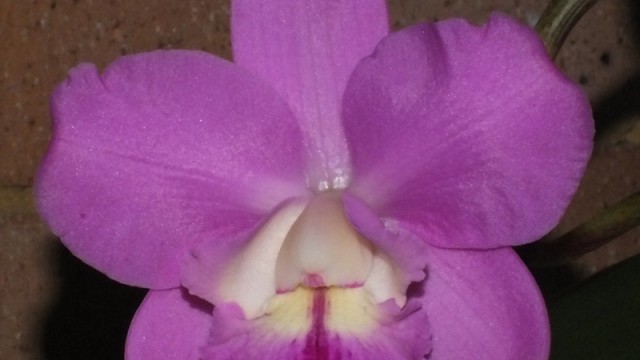 C. Lavender Ice x loddigesii