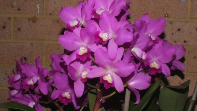 Plant of the Night: Cat. Portia Cannizaro (M. Zanetich)