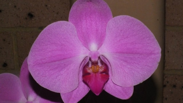 Dtps. Fusheng Pink Pearl