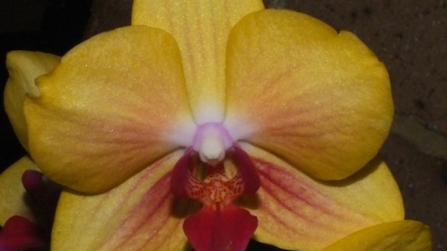 Dtps. Fuller's Sunset