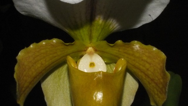 Paph. Western Sky 'Snow Cloud'
