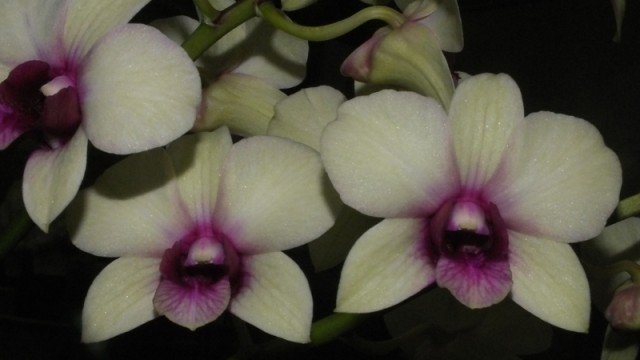 Den. Jade Junior 'Sawadee'