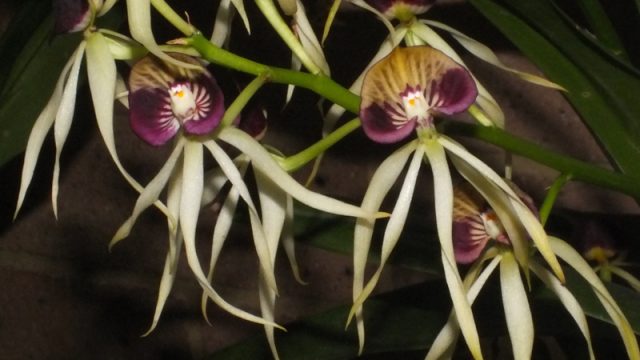 Enc. cochleata