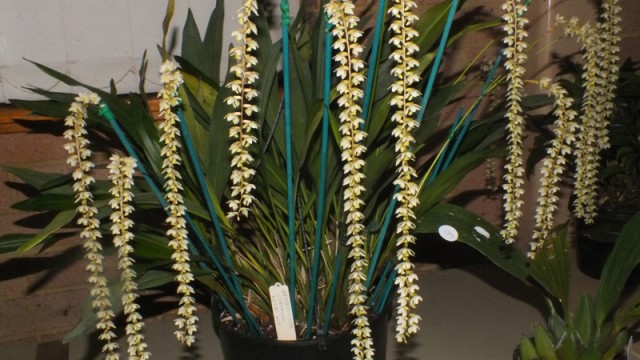 Ddc. cobbianum 'Keith's White'