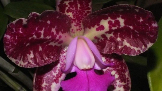 Novice Plant of the Night: C. unknown (A. Zderic)