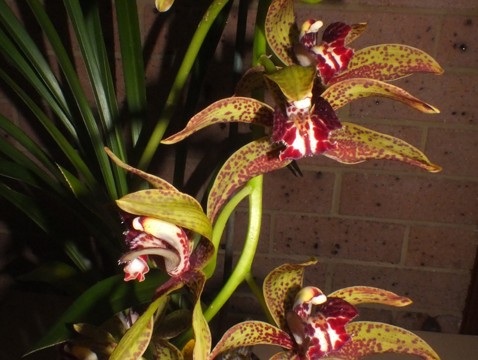 Cym. Death Wish x Death Wish 'Select'