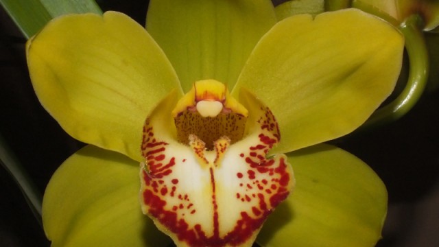 Cym. Kingwin 'South Park'