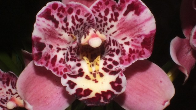 Cym. Strathdon Cooksbridge 'Fantasy'