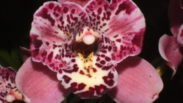 Cym. Strathdon Cooksbridge 'Fantasy'