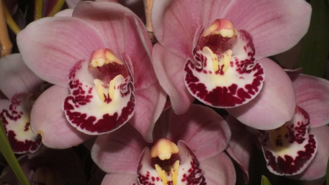 Cym. Jessie Blakiston x Dural Dream