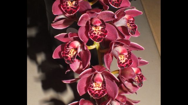 Cym. Paradisian Pride 'Rud Buttons'