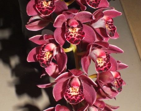 Cym. Paradisian Pride 'Rud Buttons'