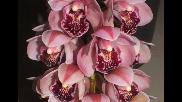 Cym. Paradisian Bell 'Winner'