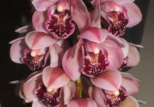 Cym. Paradisian Bell 'Winner'