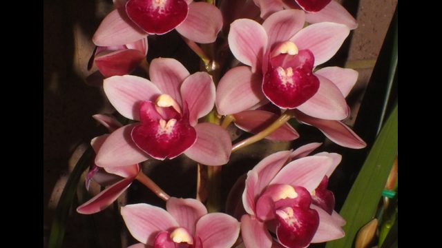 Cym. Rod's Tango 'Tobruk'