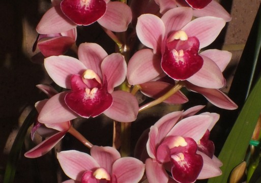 Cym. Rod's Tango 'Tobruk'