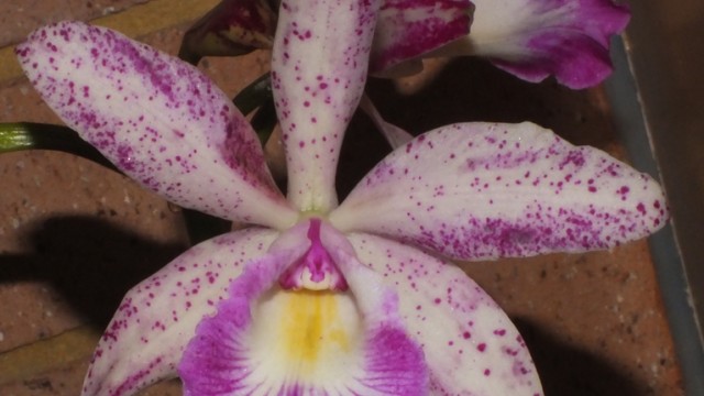 Blc. Susie's Delight x Hawaiian Wedding Song