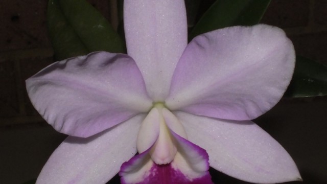 Lc. Mona Pink 'Hiromi'