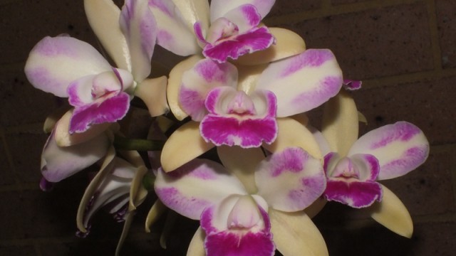 Blc. Village Chief 'Green Splash'