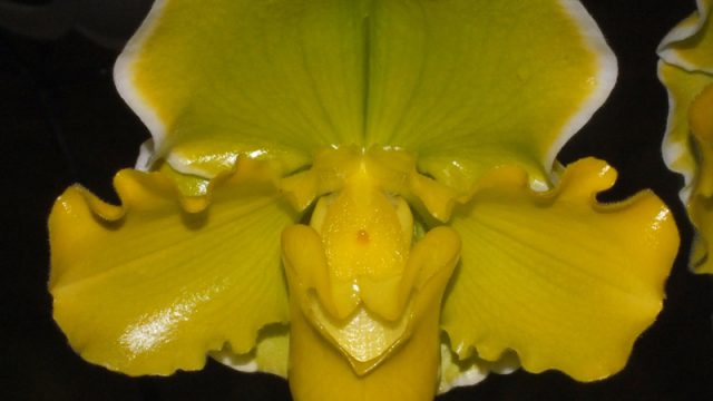 Paph. Pacific Breeze