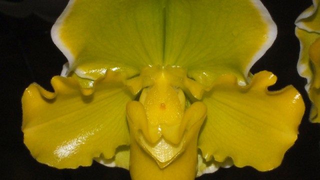 Paph. Pacific Breeze