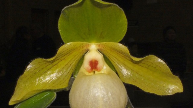 Paph. Pinnochio x malipoense