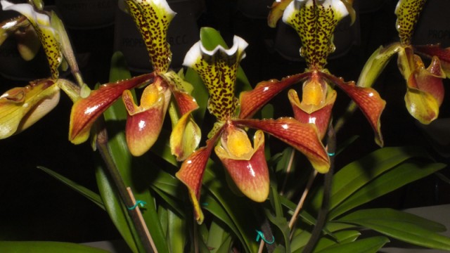 Paph. Nitens