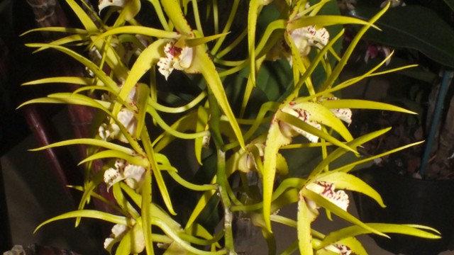 Den. Hilda Poxon 'Tereza'