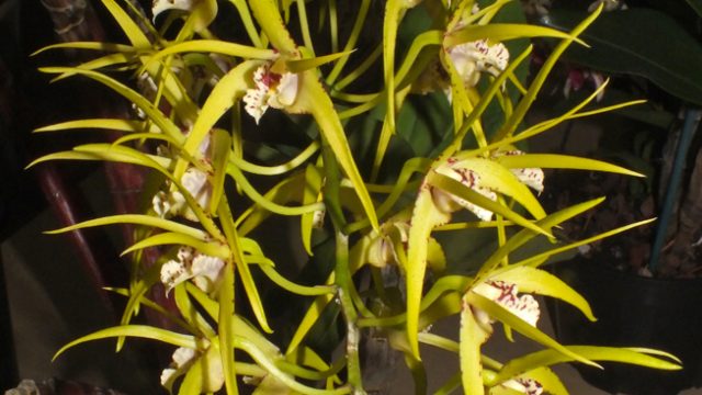 Den. Hilda Poxon 'Tereza'