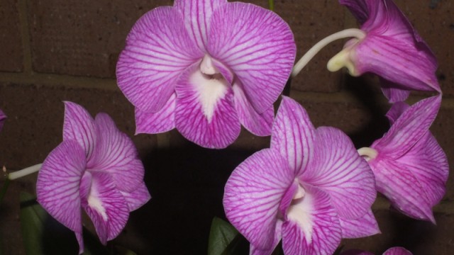 Den. Fraser's Striped Wizard