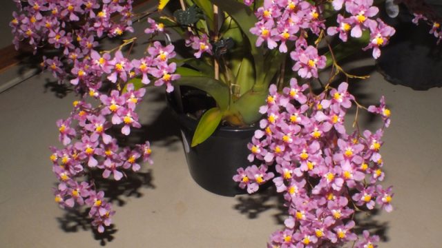Plant of the Night: Onc. sotoanum (V Petrovski)