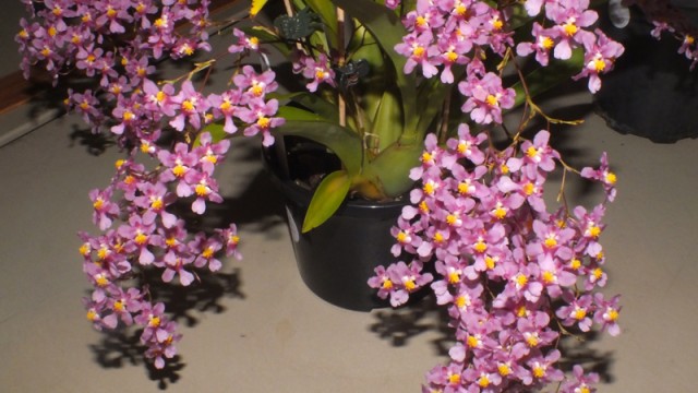 Plant of the Night: Onc. sotoanum (V Petrovski)