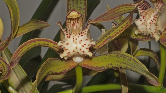 Cym. traceyanum