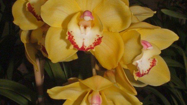 Cy. Tracey Redaway 'Sungold'