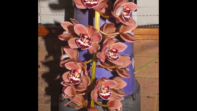 Novice Plant of the Night: Cym. Ruby Valley x Ruby Pendant 'Shiraz' (A. Zderic)
