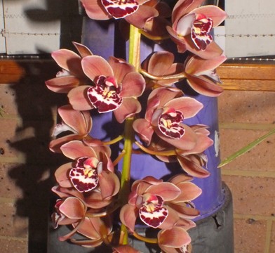 Novice Plant of the Night: Cym. Ruby Valley x Ruby Pendant 'Shiraz' (A. Zderic)