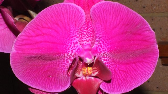 Phal. unknown