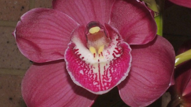 Cym. Flaming Vulcan