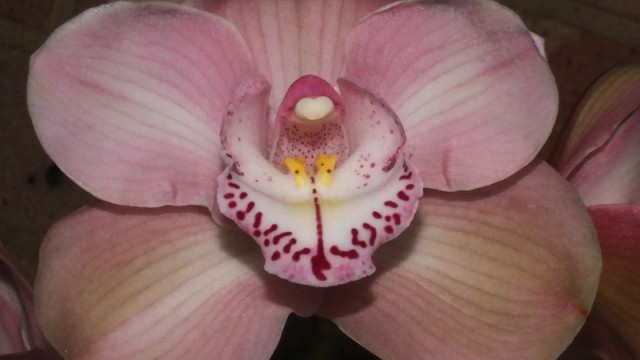 Cym. Lovely Angel