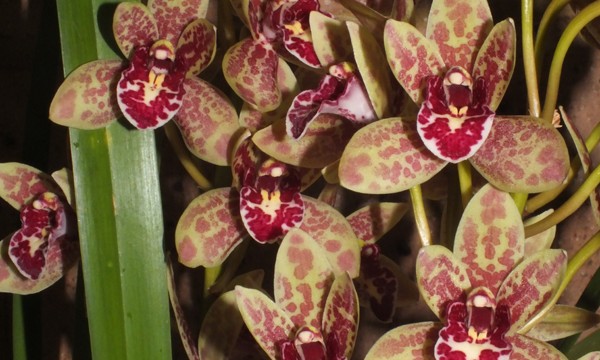 Cym. Spark Sprite 'Sylvia'