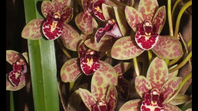 Cym. Spark Sprite 'Sylvia'